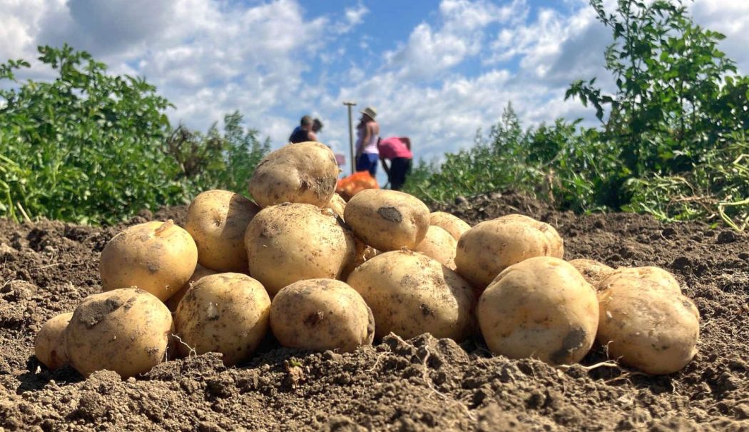 Suma alocată Programului de susţinere a producţiei de cartofi în anul 2024, majorată cu trei milioane de lei - agricultura-pentru-site-1732468441.jpg