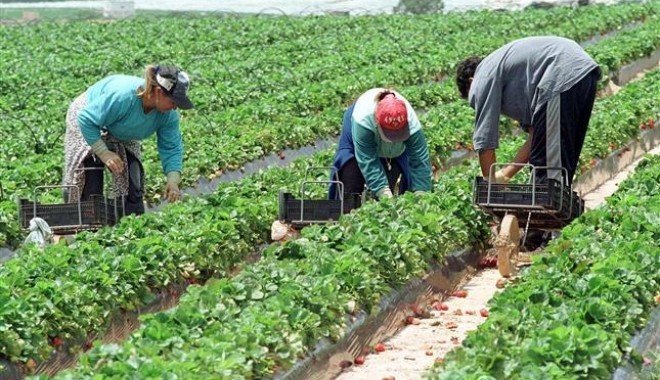 INS. Doar 60 la sută din românii apți de muncă au un job - agricultura134555605013608321731-1427208846.jpg
