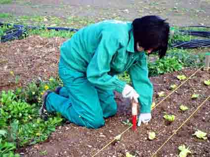 Agricultura ecologică crește exponențial - agriculturaeco-1359470863.jpg
