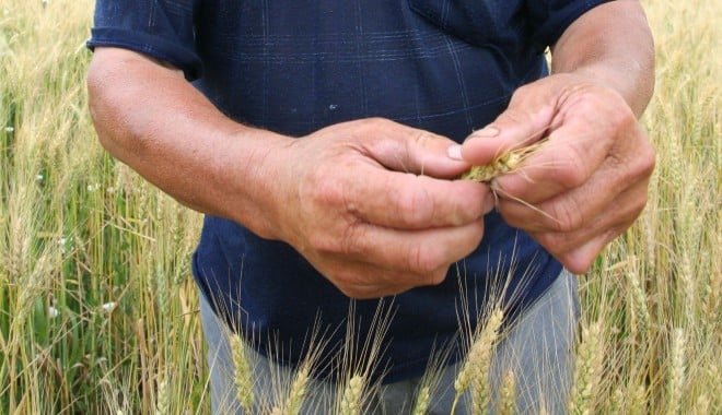 S-a prelungit termenul de depunere a cererilor pentru ajutorul acordat agriculturii ecologice - agriculturaeco-1381393667.jpg