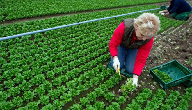 Vrei să faci agricultură ecologică? CCINA Constanța te învață cum - agriculturaecologica-1440777245.jpg