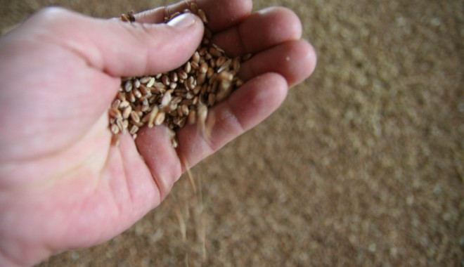 Cu cât au crescut exporturile de grâu - agriculturasilozgraugf5-1379844493.jpg