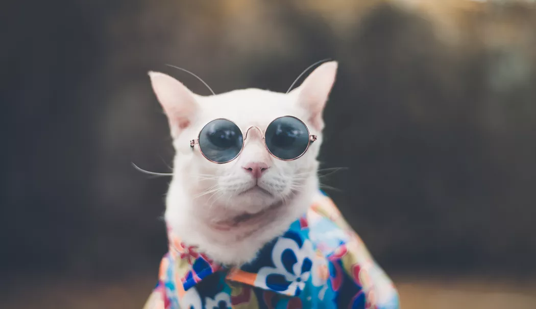 Ai probleme cu băutura? Ia o pisică! - ai-probleme-1767978872.webp