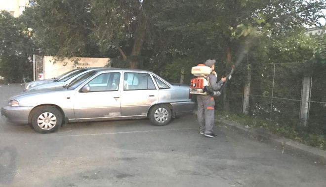 A început dezinsecția în municipiu. Constănțenii, obligați să-și deratizeze gospodăriile - ainceputdezinsectia-1559672760.jpg