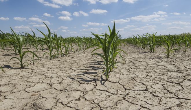 A început evaluarea pagubelor produse de secetă în agricultură - ainceputevaluareapagubelorprodus-1658499377.jpg