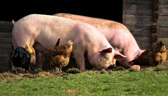 A început plata pentru bunăstarea animalelor - ainceputplata-1618471553.jpg