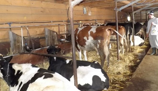 A început plata ajutorului de stat în zootehnie - ainceputplataajutoruluidestatinz-1586865252.jpg