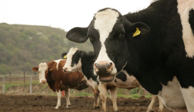 A început plata ajutorului de stat pentru ameliorarea raselor de animale - ainceputplataajutoruluidestatpen-1555603315.jpg