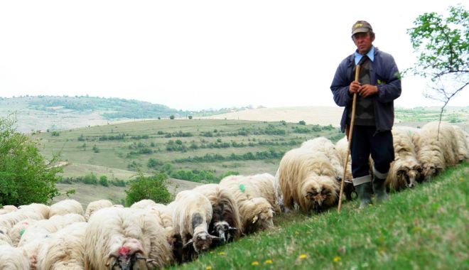 A început plata ajutorului de stat pentru creșterea animalelor - ainceputplataajutoruluidestatpen-1581608002.jpg