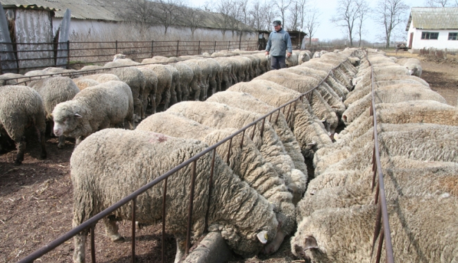 Ajutați Institutul de Cercetare Palas, din Constanța, dacă vreți să dublăm exportul de ovine! - ajutatiinstitutul-1498062705.jpg