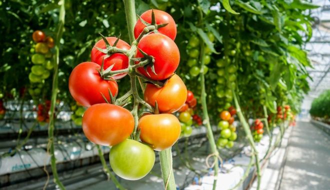 Ajutoare de minimis pentru susținerea producției de tomate în spații protejate - ajutoaredeminimispentrusustinere-1672841399.jpg