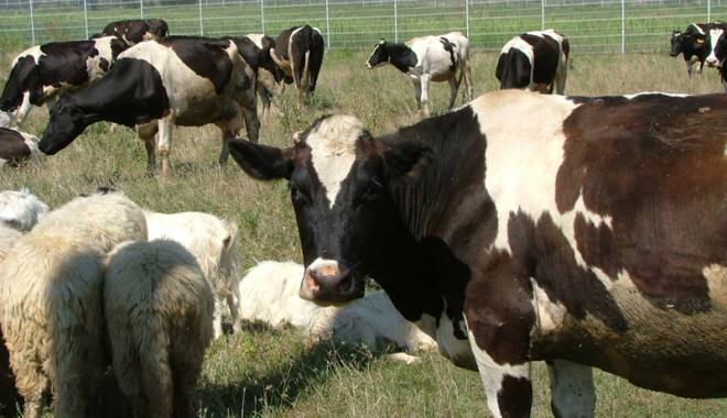 Ajutor excepțional pentru crescătorii de animale - ajutor-1454426767.jpg