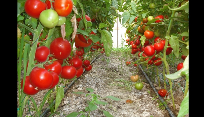 Ajutor financiar pentru producția de tomate în sere și solarii - ajutor-1485784744.jpg