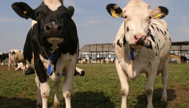 Ajutor de stat de 56 milioane de lei pentru crescătorii de animale - ajutor-1518790436.jpg