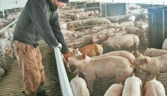 Ajutor de 11 milioane de euro pentru producătorii de carne de porc - ajutorde11milioanedeeuro-1480600263.jpg