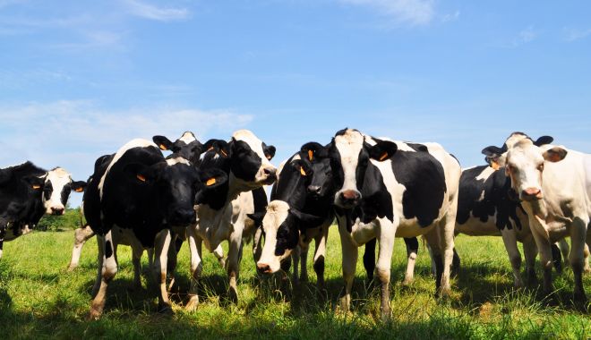 Ajutor de 44 de milioane de euro pentru crescătorii de bovine - ajutorde44demilioanedeeuro-1674560537.jpg
