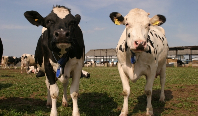 Ajutor de minimis pentru crescătorii de animale - ajutordeminimis-1475768403.jpg