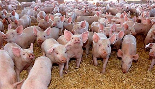 Ajutor de minimis pentru crescătorii de porcine - ajutordeminimis-1479399212.jpg