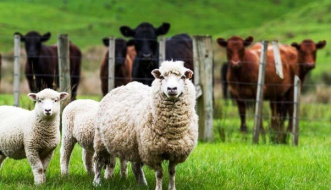 Se achită ajutorul de stat pentru ameliorarea raselor de animale - ajutordestatameliorareraseanimal-1562249184.jpg