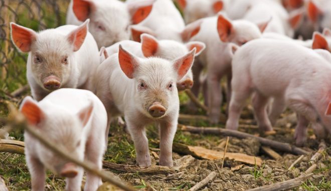 Ajutor european pentru combaterea pestei porcine - ajutoreuropeanpentrucombatereape-1544362836.jpg