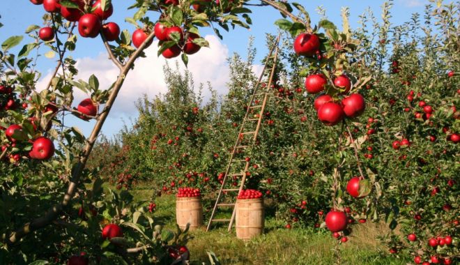 Ajutor excepțional pentru producătorii agricoli din sectorul vegetal - ajutorexceptionalpentruproducato-1659270157.jpg