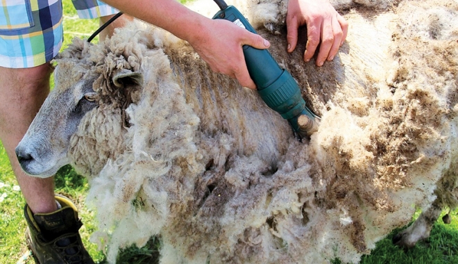 Ajutor financiar de 1 leu  pe kilogramul de lână vândută,  pentru crescătorii de ovine - ajutorfinanciar-1500213533.jpg