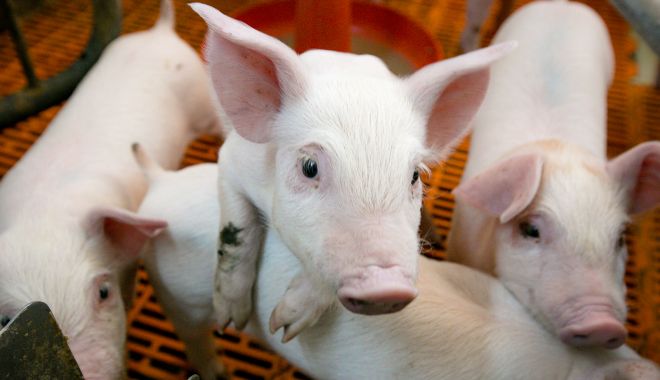 Ajutor financiar pentru crescătorii de porci din rasele românești Bazna și Mangalița - ajutorfinanciarpentrucrescatorii-1646326321.jpg