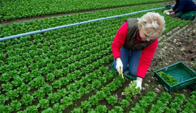 Ajutor de minimis pentru agricultura ecologică - ajutorminimisagrculturaeco-1414515652.jpg