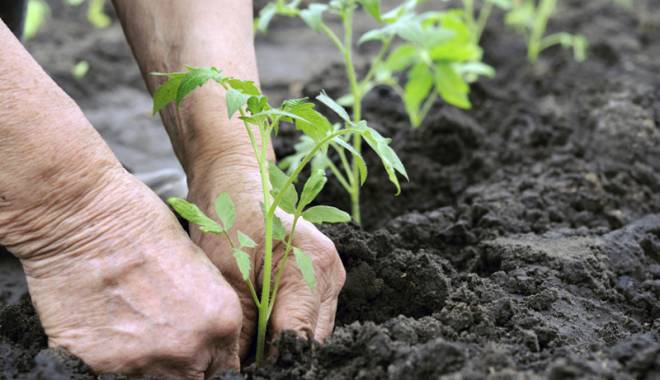 Ajutor pentru agricultura ecologică - ajutorpentruagriculturaeco-1432058888.jpg