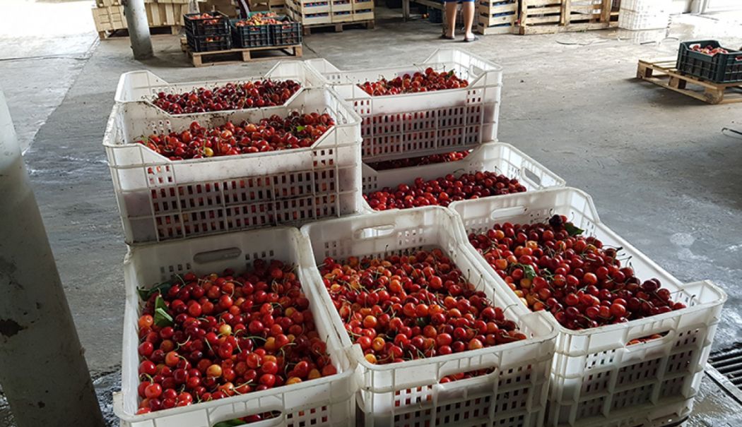 Alertă alimentară în România din cauza pesticidelor. Cum recunoaștem fructele și legumele toxice