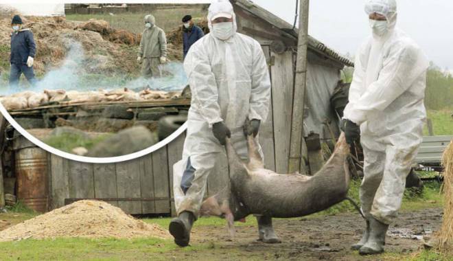 Alarmă  în agricultură: focare de pestă porcină africană la 150 km de granița de est a țării - alarrmainagricultura-1448640072.jpg