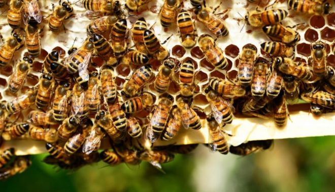 Un tânăr înțepat de albine de peste 20.000 de ori s-a trezit din comă