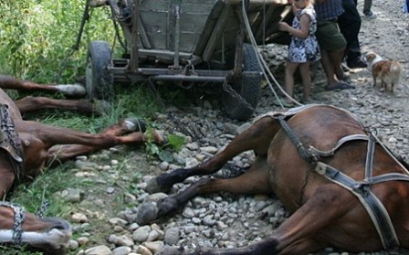 TRAGEDIE! Bărbat UCIS DE UN ROI DE ALBINE - albine1448x279-1500323679.jpg