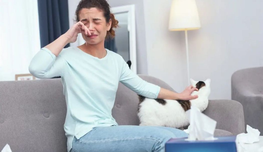 Alergia la pisici poate provoca inclusiv dificultăţi de respiraţie - alergia-la-pisici-1727871373.jpg