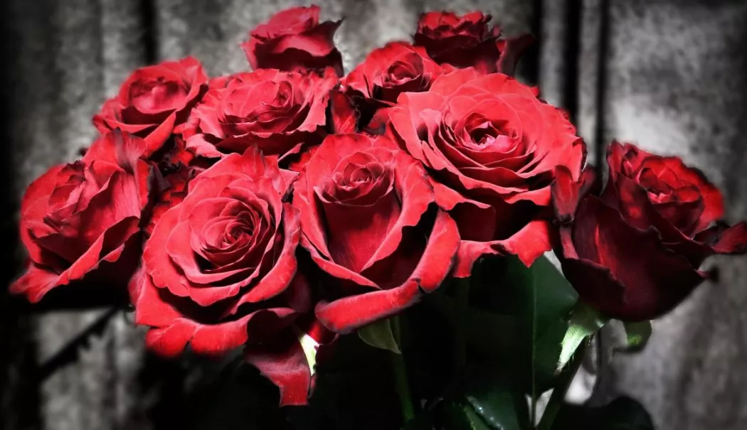 Pericol de Valentine’s Day. Trandafiri roșii contaminați cu pesticide interzise, cu risc cancerigen