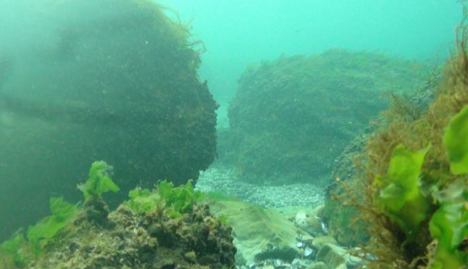 Alge toxice, descoperite în Marea Neagră. Substanțele ajung în alimentele românilor - alge-1515086234.jpg