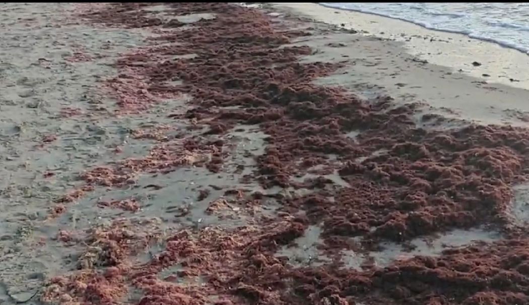 Plaja, invadată de alge roșii! Biologii explică fenomenul - alge-rosii-1727449909.jpg