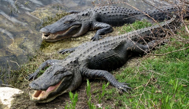 CAZ CUTREMURĂTOR. O fetiță a scăpat din fălcile unui aligator datorită unui sfat învățat într-un parc de atracții - aligatori-1494315568.jpg