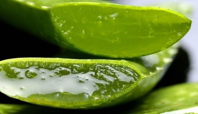Care sunt beneficiile plantei Aloe Vera - aloe-1567173812.jpg