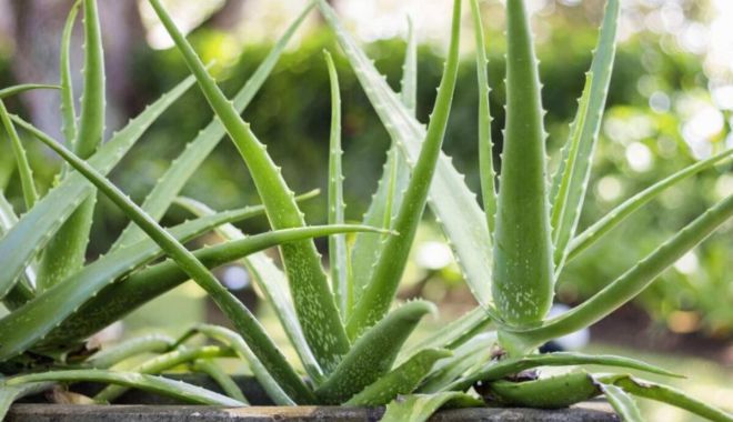 Aloe vera are proprietăți antiinflamatorii și reduce durerile de călcâie - aloe-vera-1698928440.jpg