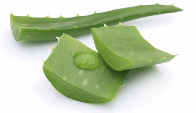 Aloe vera. Un tratament cosmetic eficient - aloeszetnyitvajo-1421233627.jpg