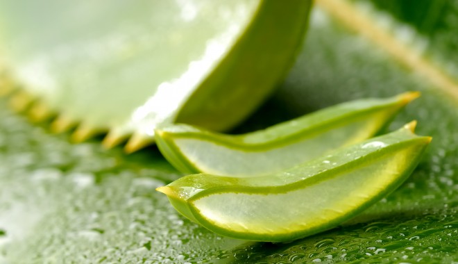 Ce beneficii are aloe vera - aloevera71-1395936069.jpg