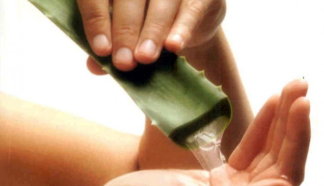 Aloe vera, 