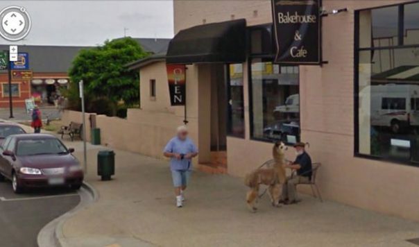 Top 10 cele mai ciudate IMAGINI surprinse de Google Street View | GALERIE FOTO - alpaca-1413206924.jpg