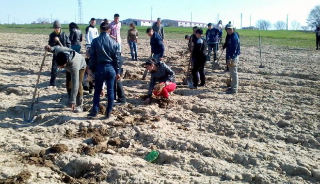 Alunecările de teren din Gârliciu, stabilizate  cu ajutorul salcâmilor - alunecariledeterendingarliciu-1399296585.jpg