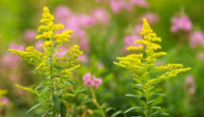 Ambrozia, din ce în ce mai agresivă: Peste 480.000 de români sunt alergici la această plantă - ambroyie-1631539621.jpg