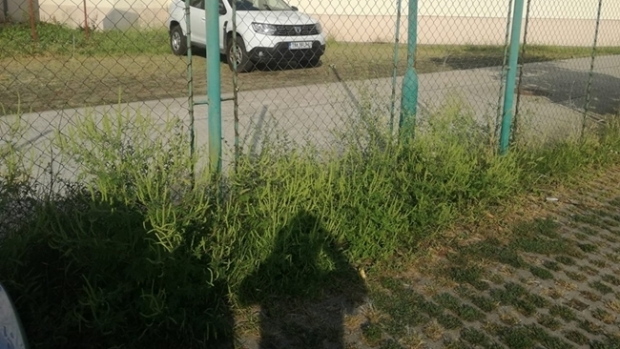 Culmea ironiei. Ambrozie la sediul Agenției pentru Protecția Mediului - ambroziee25835300-1567063972.jpg