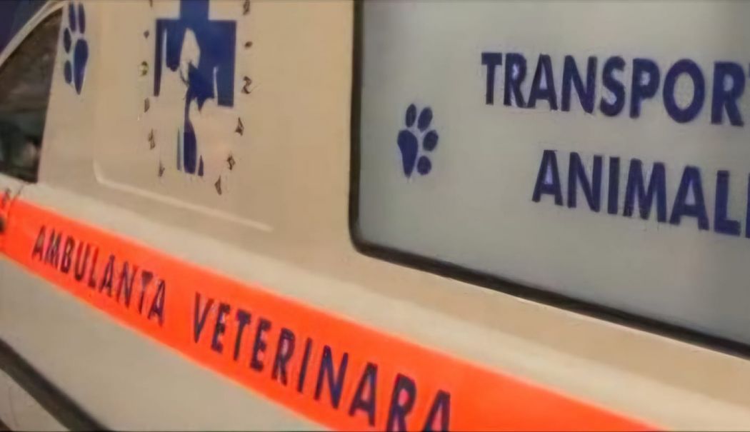 Băut bine la volan, un bărbat s-a răsturant cu ambulanța veterinară. Avea o alcoolemie enormă - ambulanta-veterinara-1742114726.jpg