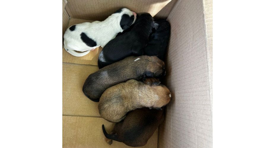 Amenda istorică primită de un bărbat care a abandonat 7 cățeluși într-o pungă, pe marginea drumului
