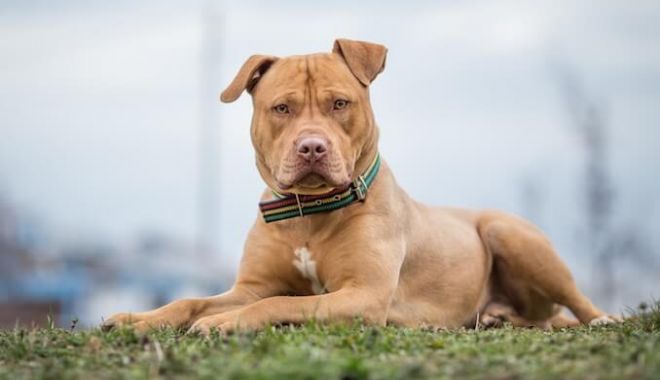 Atenție, proprietarii de câini! Cât trebuie să plătești pentru asigurarea obligatorie a animalului și ce riști dacă nu ai încheiat-o